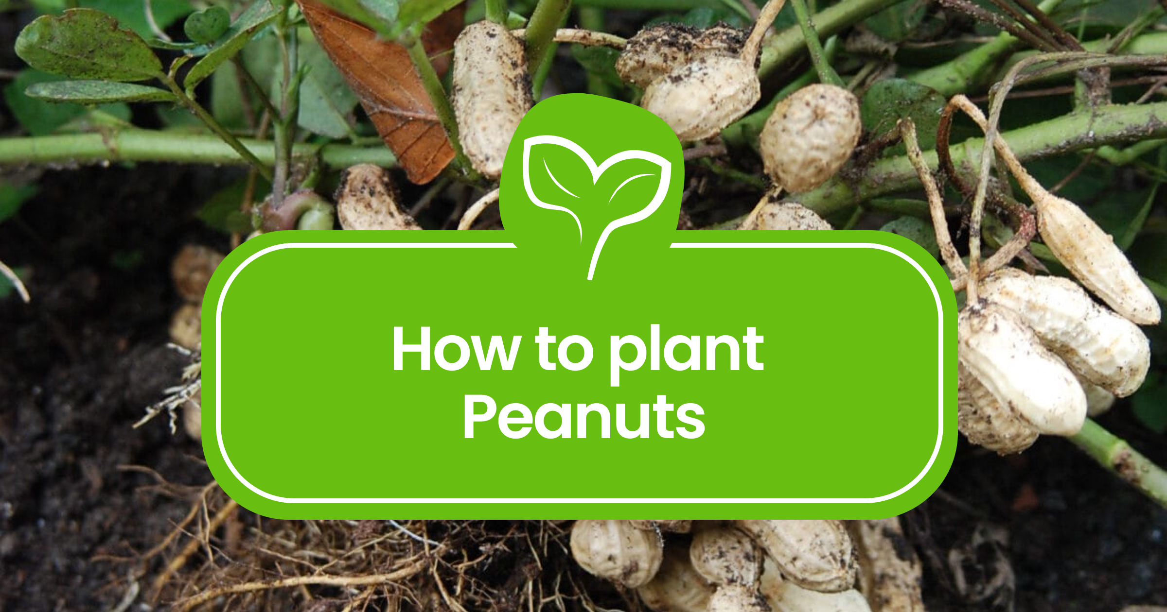 How To Plant And Grow Peanuts? - Plant Propagation Expert