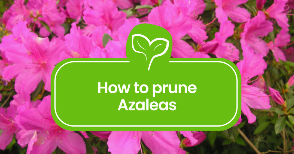How to prune Azaleas