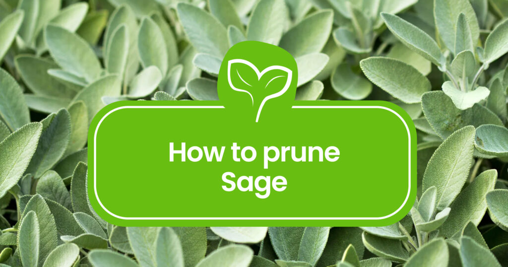 How to prune Sage plant