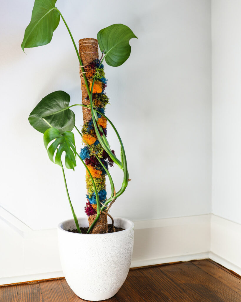 5 Steps To Repot Monstera Plants