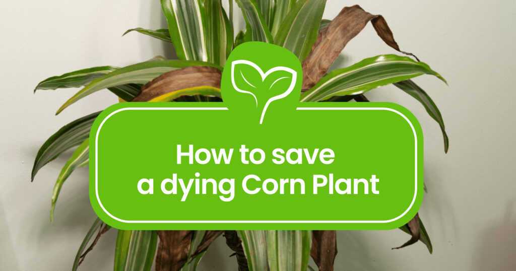 How to save a Dying Corn plant - a Step-by-Step Guide