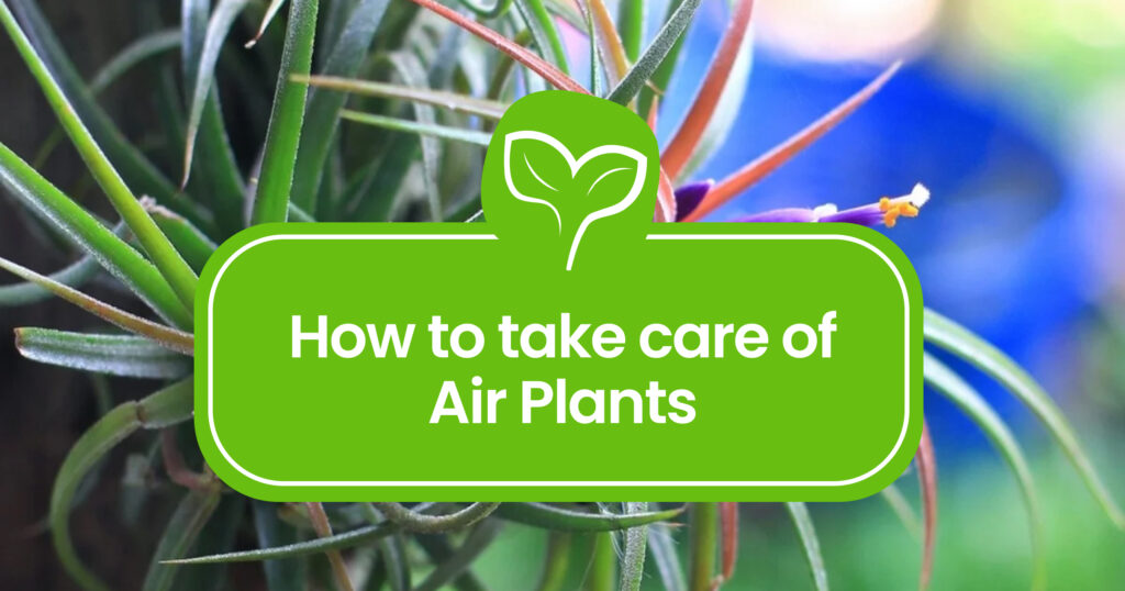 How to take care of Air Plants