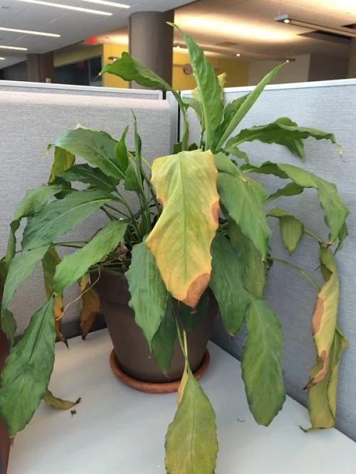 Repotting 101: How to repot a Peace Lily plant