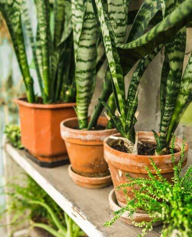 Perfect pots for Snake Plants