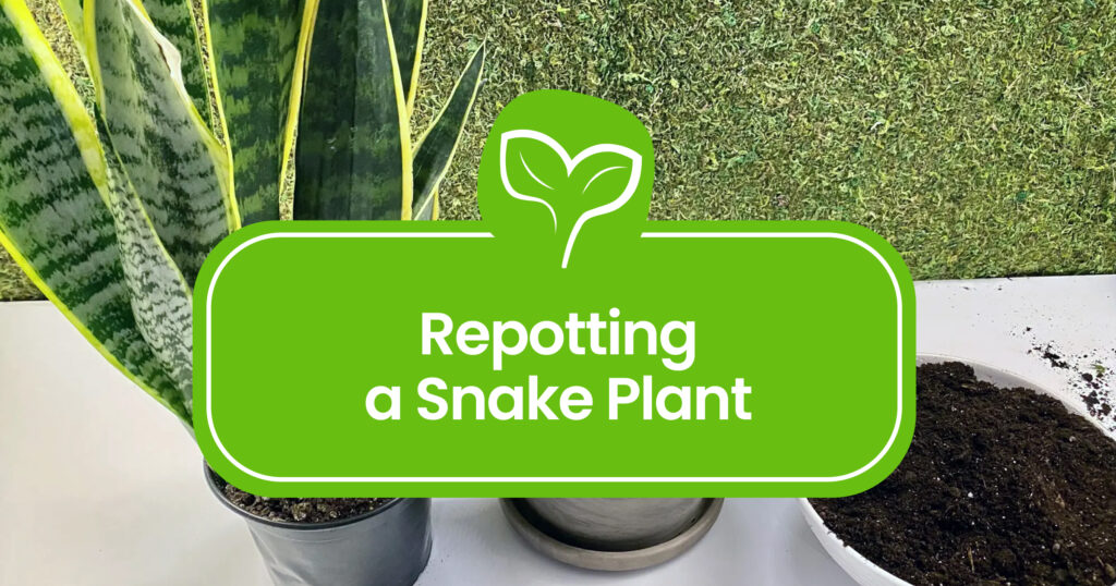 Repotting a Snake Plant: Step-by-Step Guide for Thriving Greenery