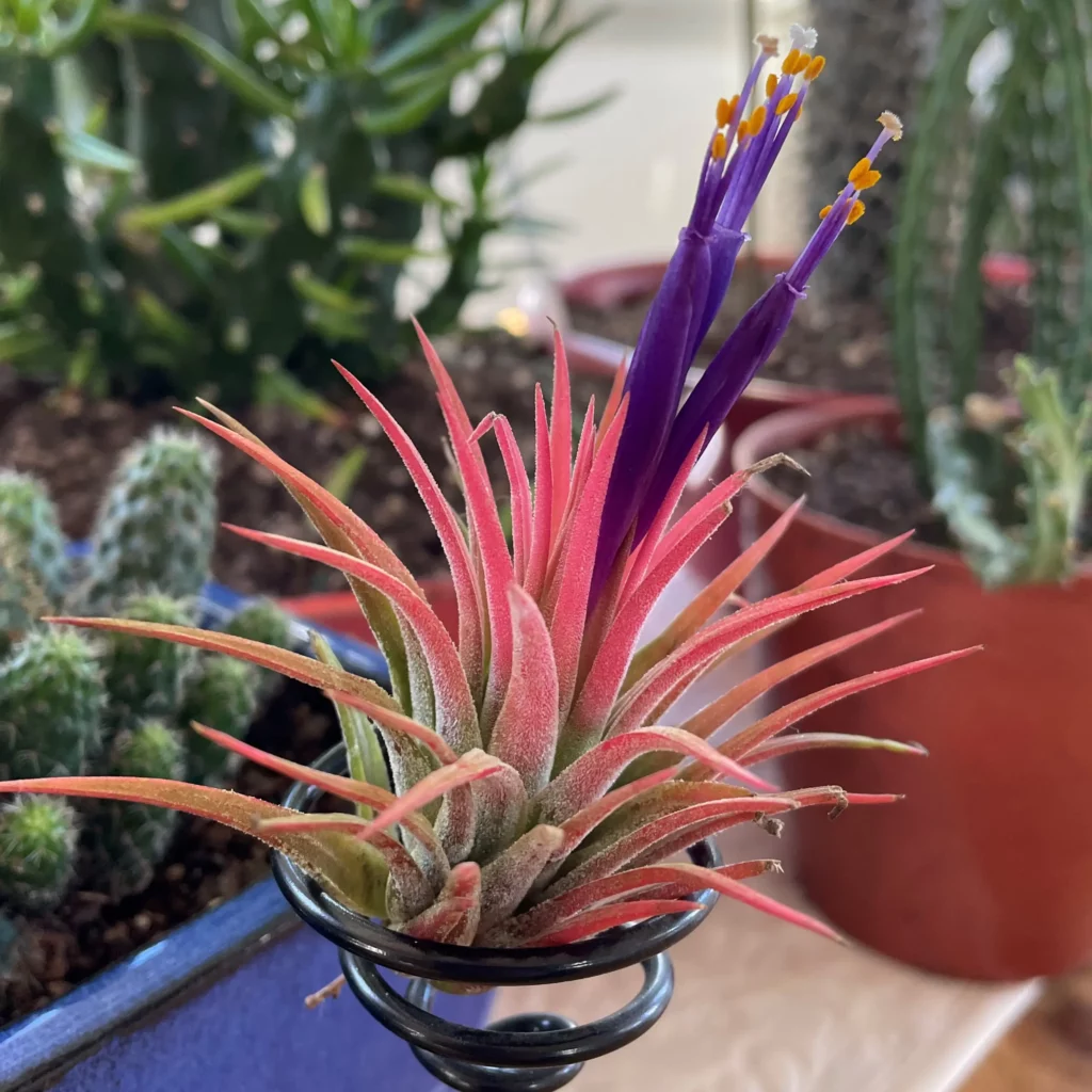 How to Take Care of Air Plants: Essential Tips and Tricks