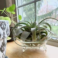 How to Take Care of Air Plants: Essential Tips and Tricks