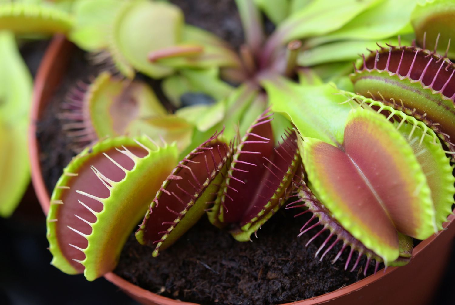 everything-about-the-venus-fly-trap-plant-propagation