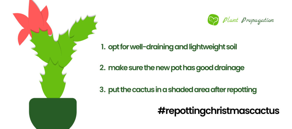 how-to-repot-a-christmas-cactus