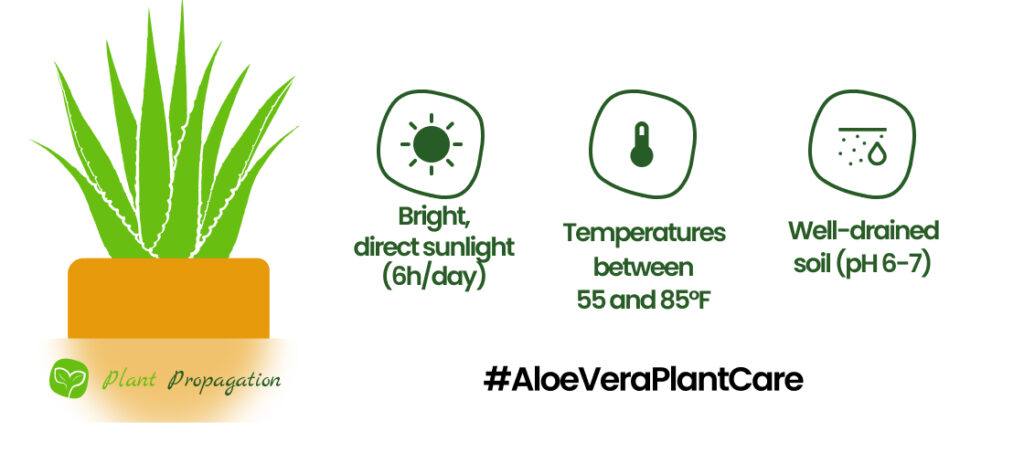 Aloe Vera care after repotting