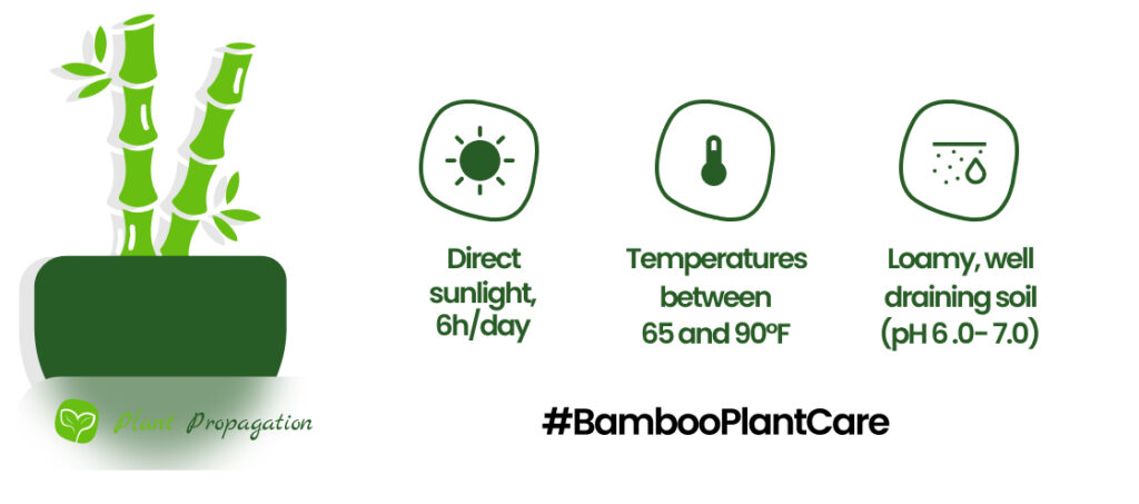 Bamboo plant care after repotting