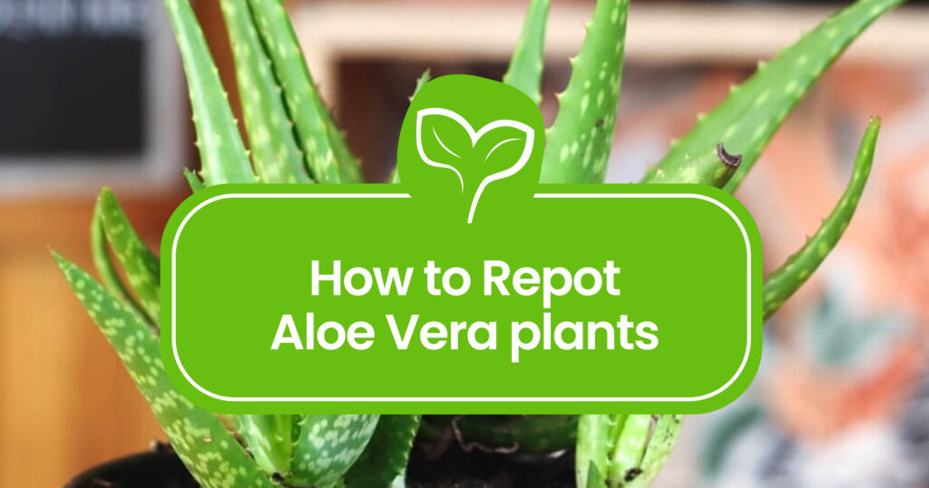 How to Repot Aloe Vera plants