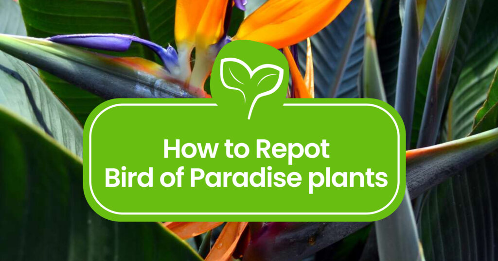 How to Repot Bird of Paradise plants: A Step-by-Step Guide