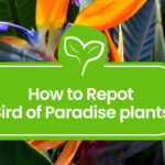 How-to-Repot-Bird-of-Paradise-plants