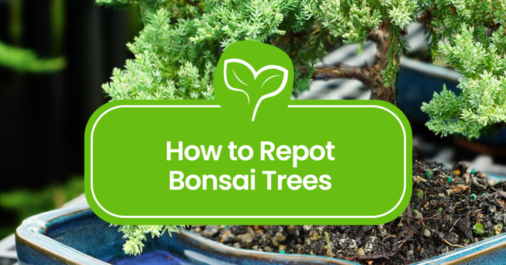 How to Repot Bonsai Trees Step-by-Step