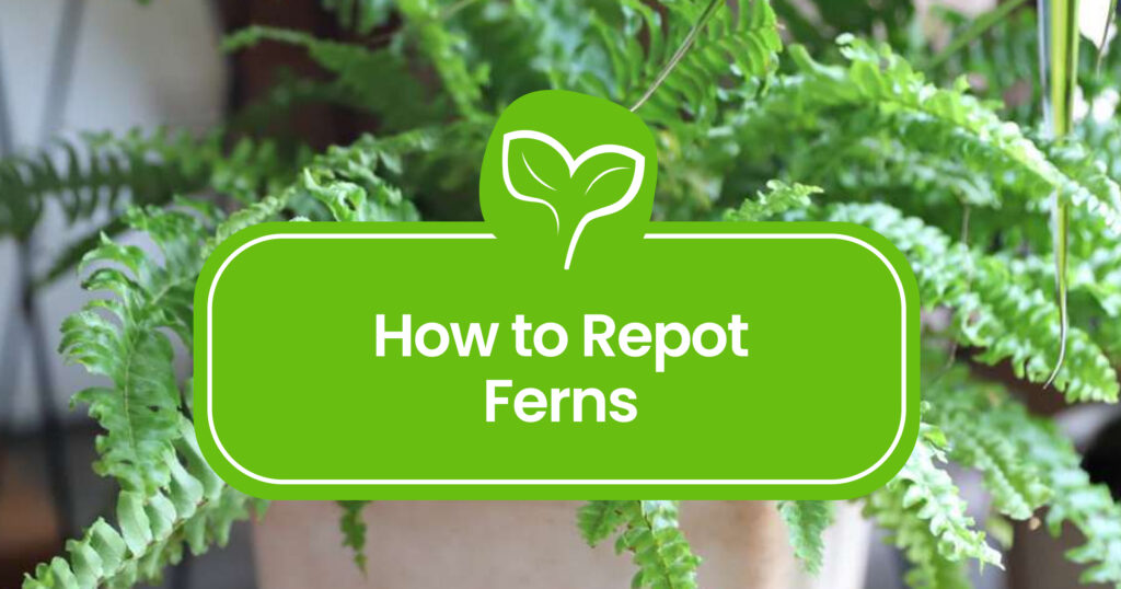 How to repot a Fern: Your Complete Guide