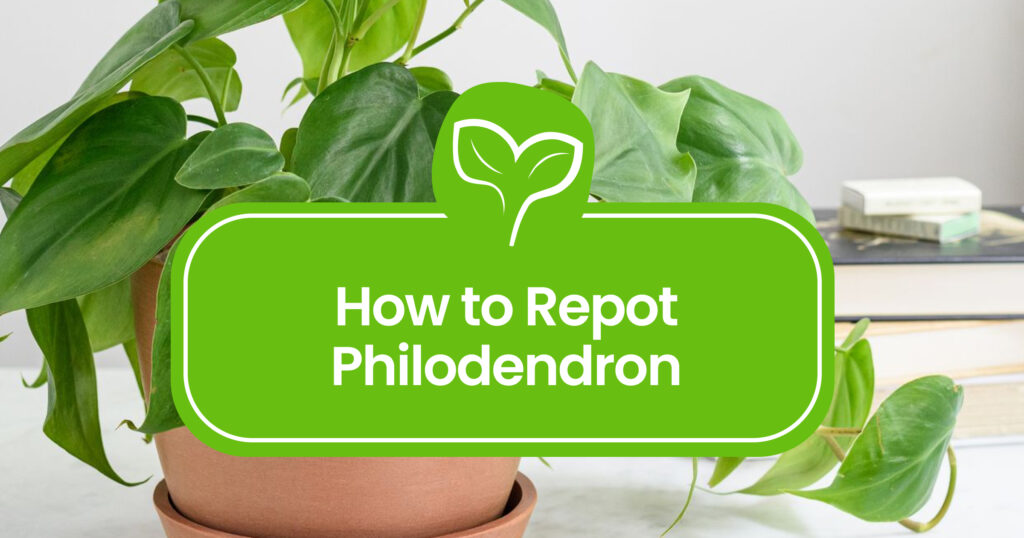 How to repot Philodendron Step-by-Step