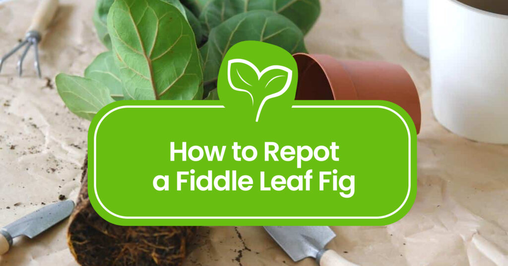 How to Repot a Fiddle Leaf Fig