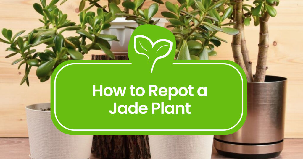 How to repot a Jade plant step-by-step