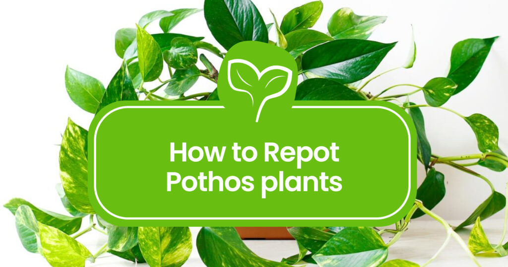 How to repot Pothos