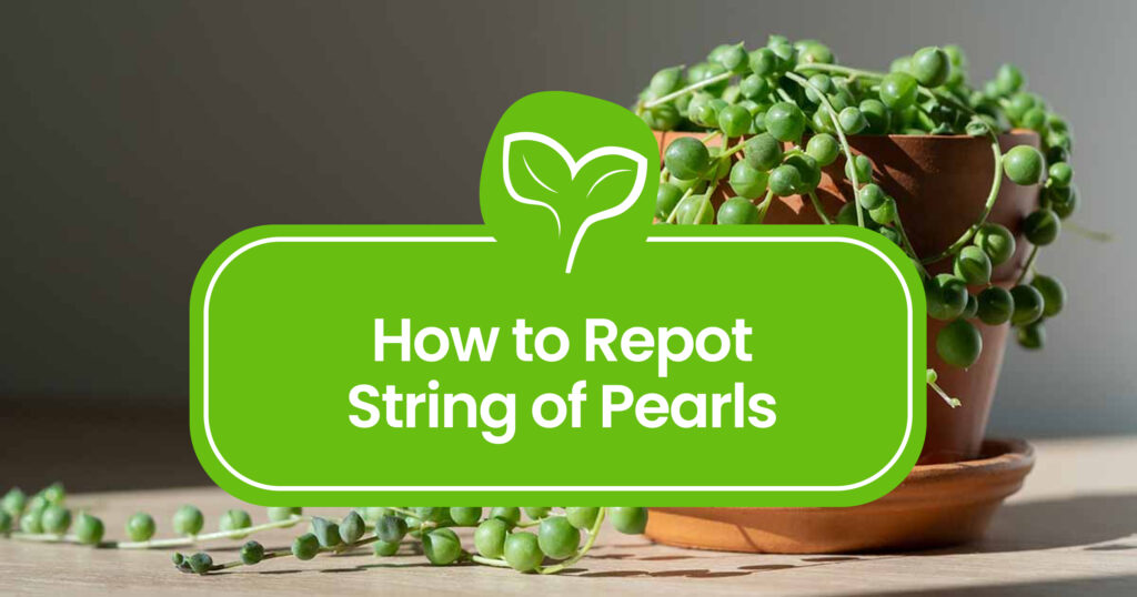 How to Repot String of Pearls: A Step-by-Step Guide