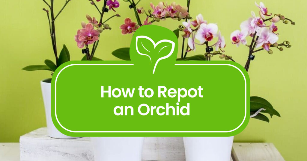 How to repot an Orchid