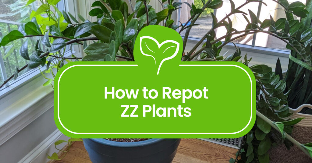 How to repot zz plants the right way