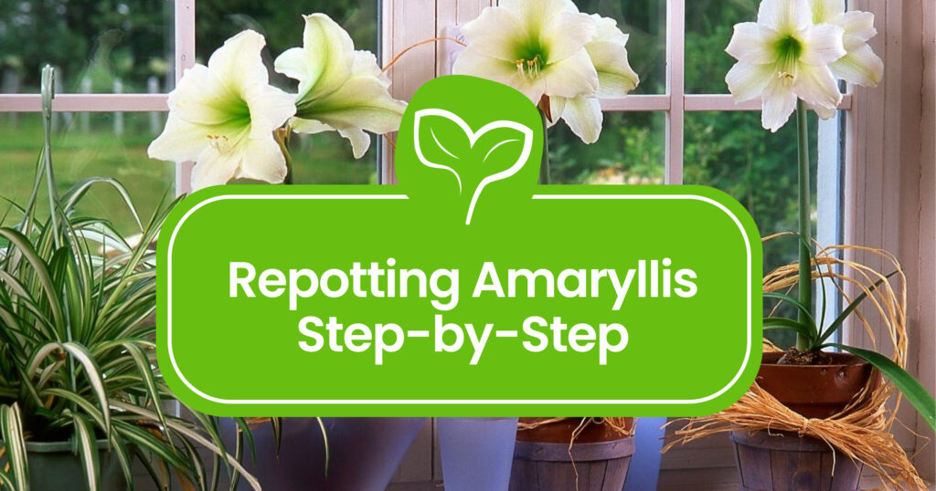 Repotting Amaryllis 101: A Step-by-Step Guide