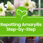 Repotting-Amaryllis-101_-A-Step-by-Step-Guide
