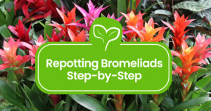 Repotting Bromeliads