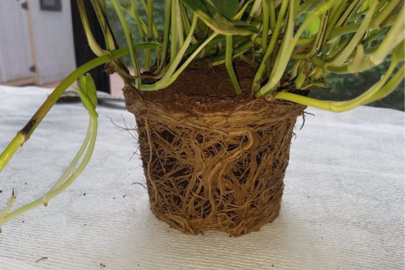 Root-bound Pothos plant