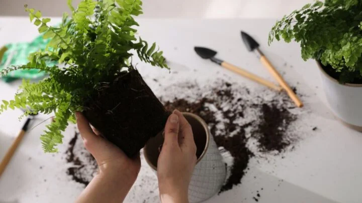 Time to repot your Fern