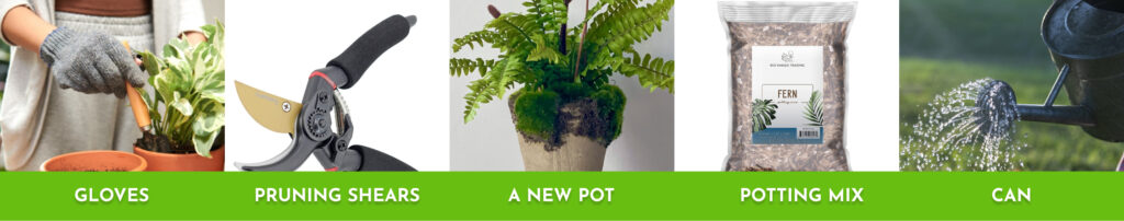 How to repot a Fern - the right tools you need