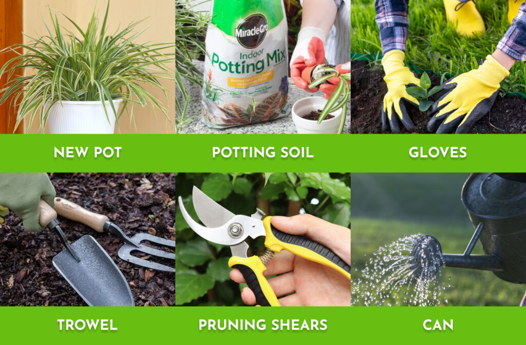 Tools you need for Spider Plant repotting