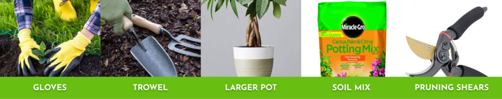 Tools you need for repotting a Money Tree
