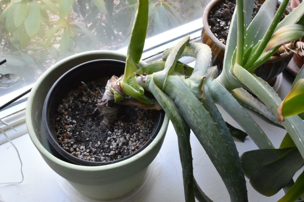How to Repot Aloe Vera plants - Tips for Thriving Succulents