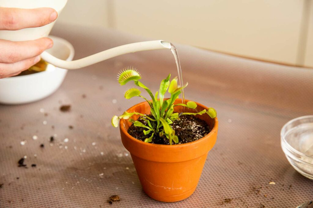 How to repot Venus Fly Trap Plants: A Step-by-Step Guide