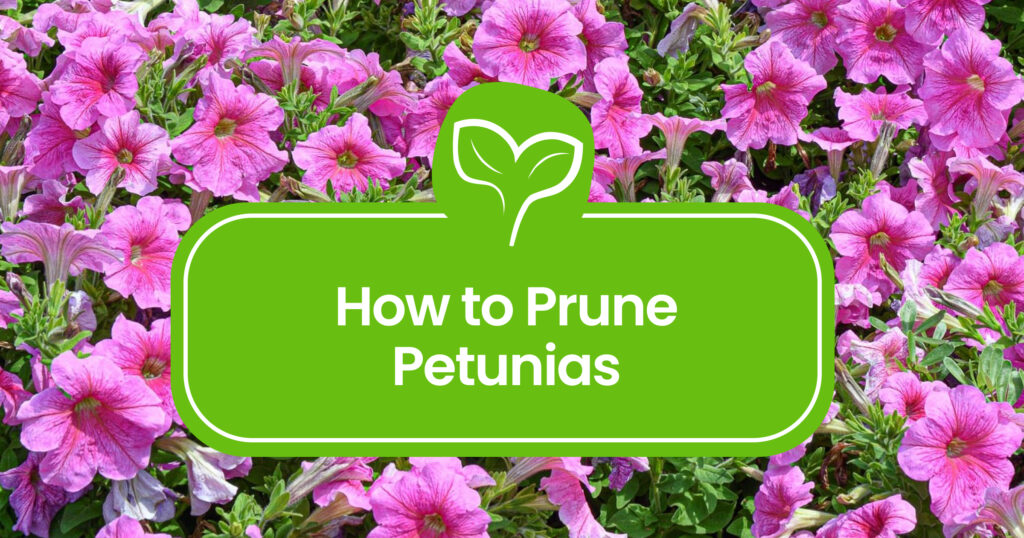 How to Prune Petunias Like a Pro: Tips and Techniques