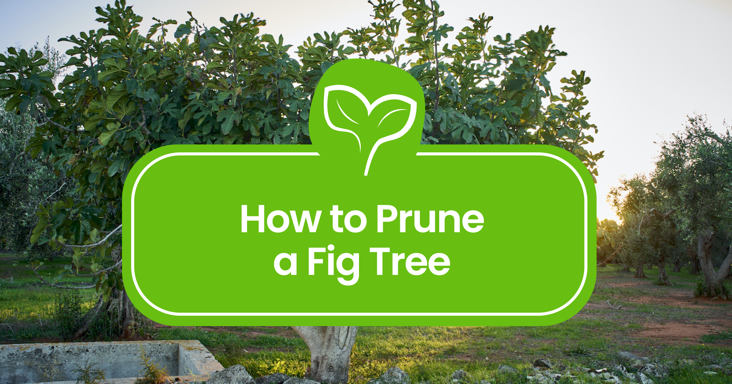 Pruning and Training a Fig Tree