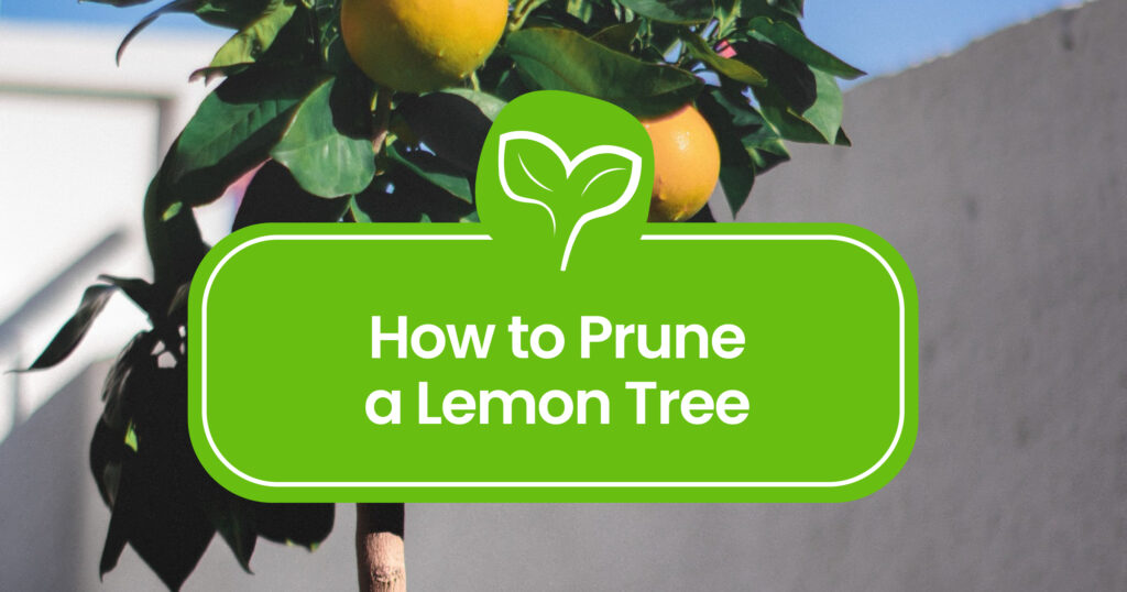 How to Prune a Lemon Tree Step-by-Step