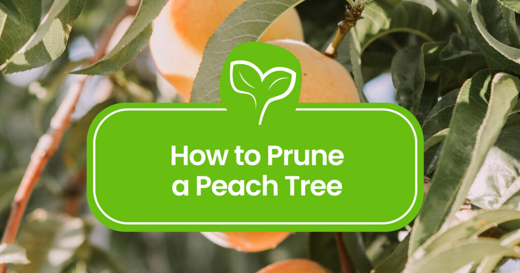 How to Prune a Peach Tree: A Step-by-Step Guide for Beautiful Harvests