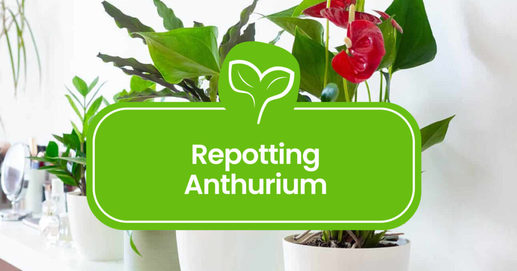 Repotting Anthurium: A Guide to Thriving Houseplant Transplants