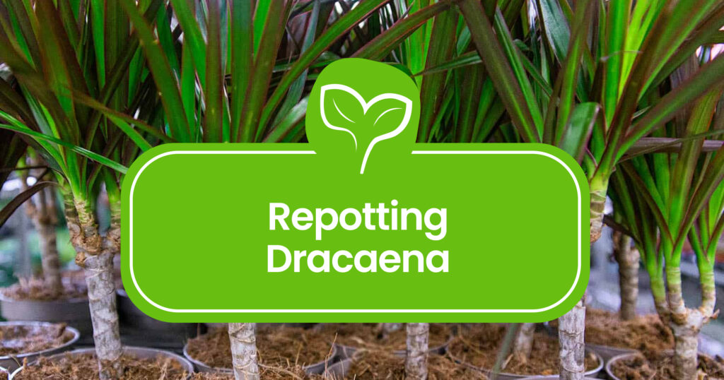 Repotting Dracaena: A Green Thumb's Guide