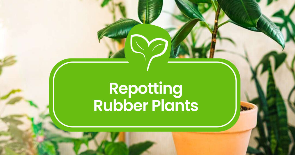 Repotting-Rubber-Plants