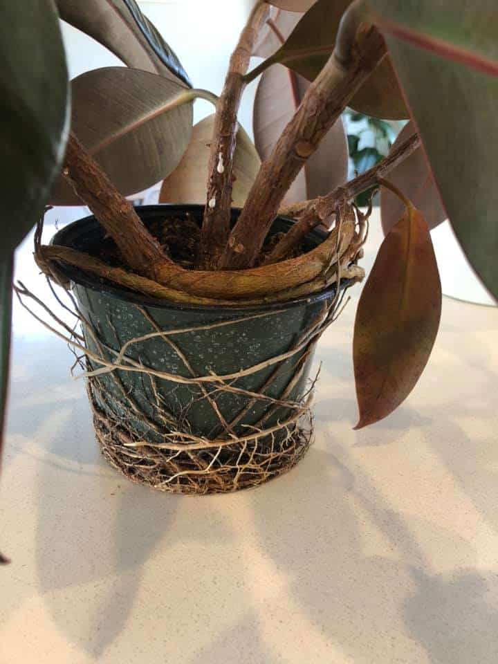 Root-bound-rubber-plant