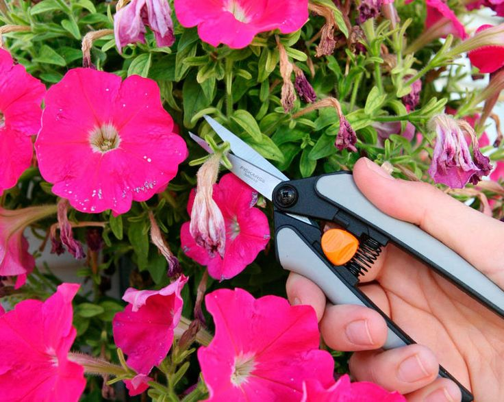 Pruning Petunias the right way