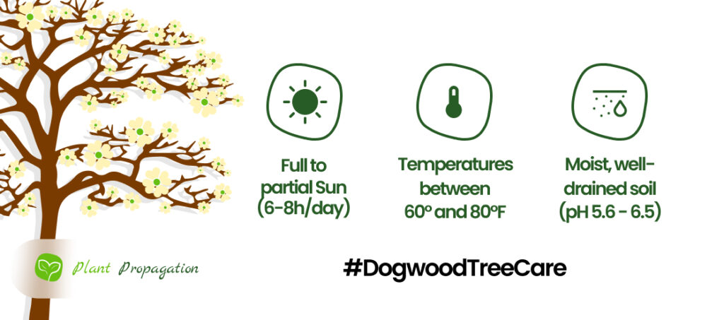 Dogwood-Tree-Care