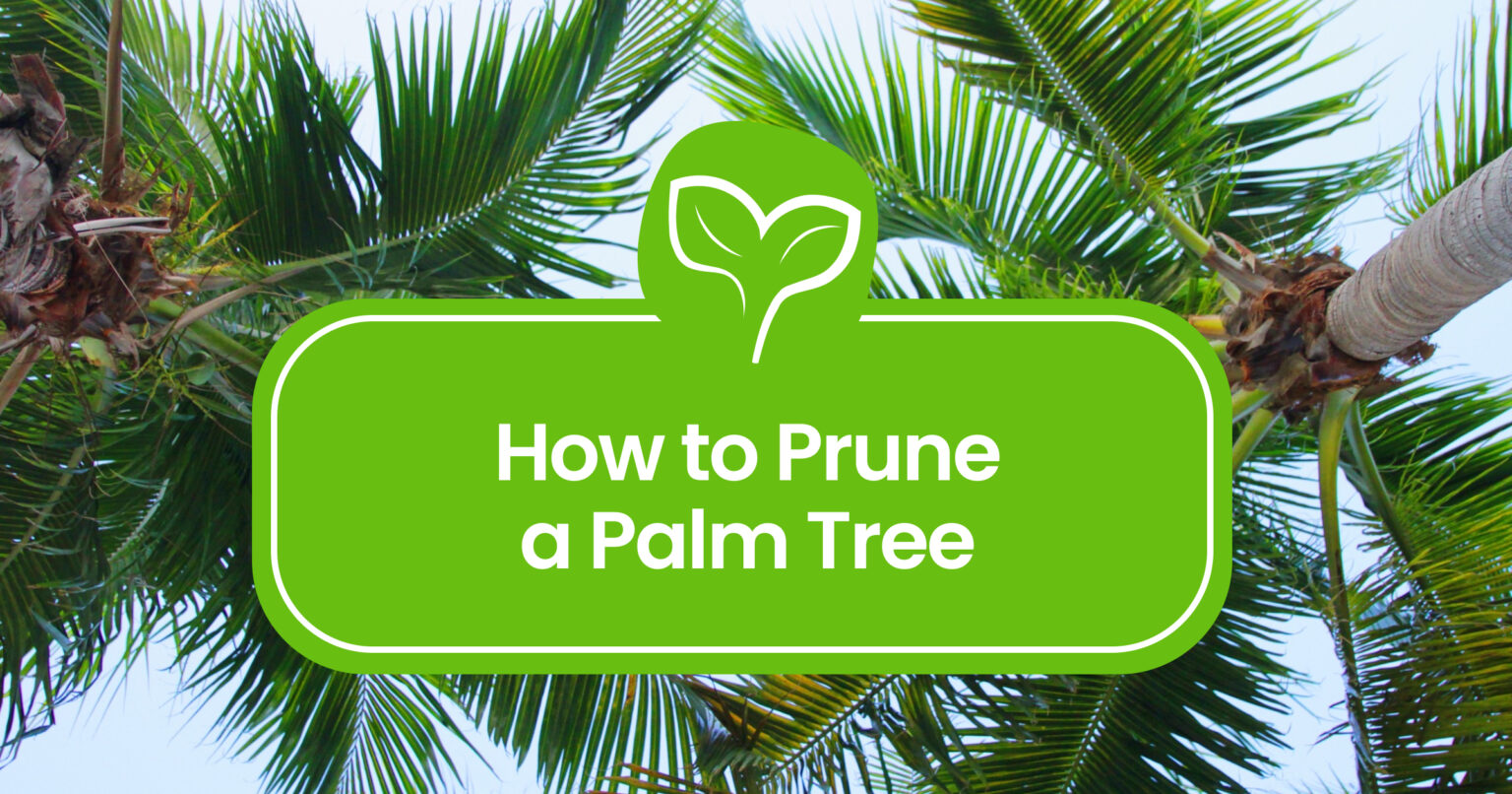 How To Prune A Palm Tree A Step By Step Guide Plant Propagation