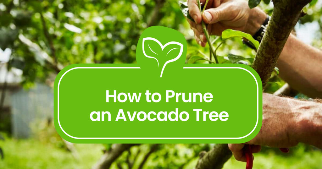 How to Prune an Avocado Tree: Expert Tips for Healthy Growth