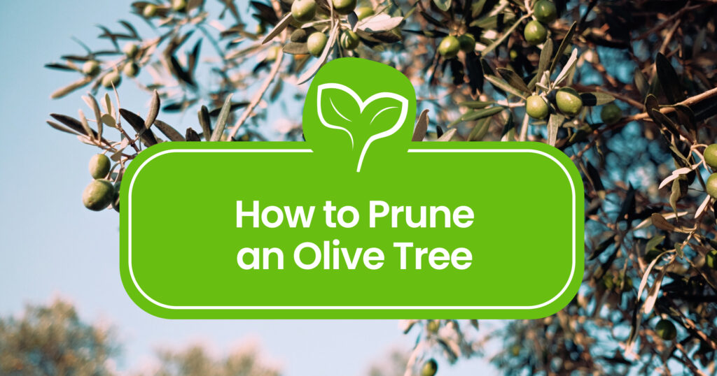 Step-by-Step: How to Prune an Olive Tree